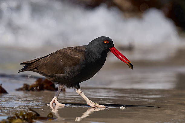 istock Blackish Oystercatcher eating a limpet 2214522360