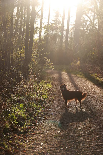 istock A dog is standing on a dirt road in a forest 2214522423