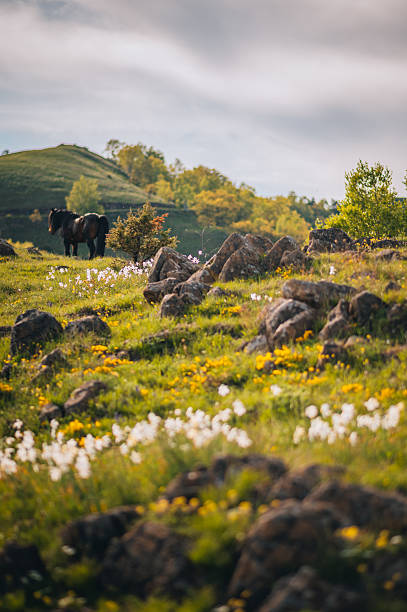 istock Wild horse grazing in a spring meadow 2214525190