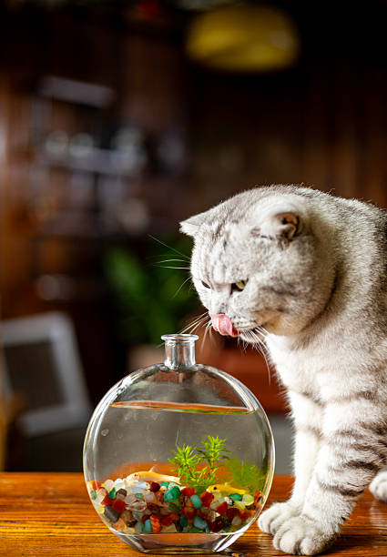 istock American Shorthair 2214525757
