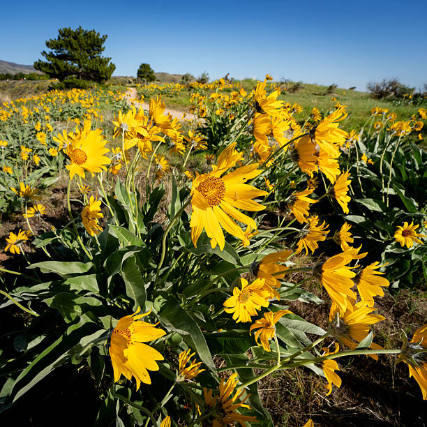 istock Spring yellow flowers in the afternoon sun 2214526615