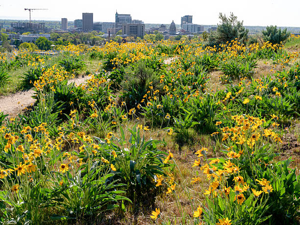 Trail leads through the foothills above Boise with wildflowers