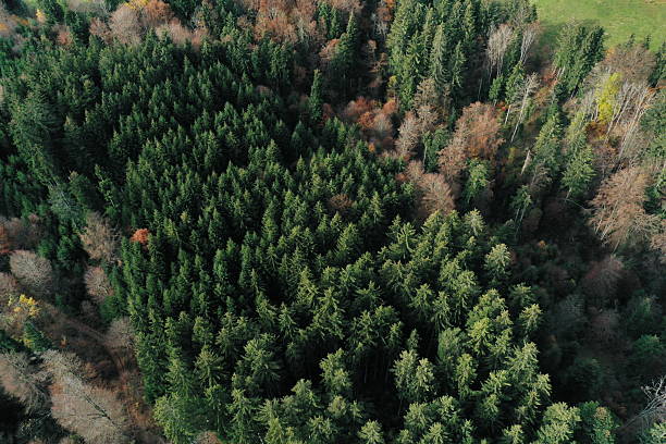 istock A forest with many trees and a few brown leaves 2214527792