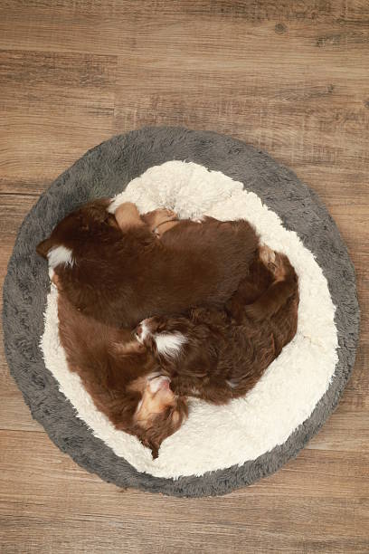istock A group of puppies are sleeping on a round bed 2214527859