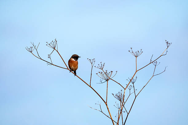 istock Male European Stonechat perched on a branch. 2214528142