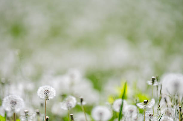 A wide view of a grassy field densely populated with white dandelion seed heads under natural daylight. The soft focus in the background enhances the dreamy, tranquil atmosphere. The image captures the ephemeral beauty of springtime and the gentle spread of nature.