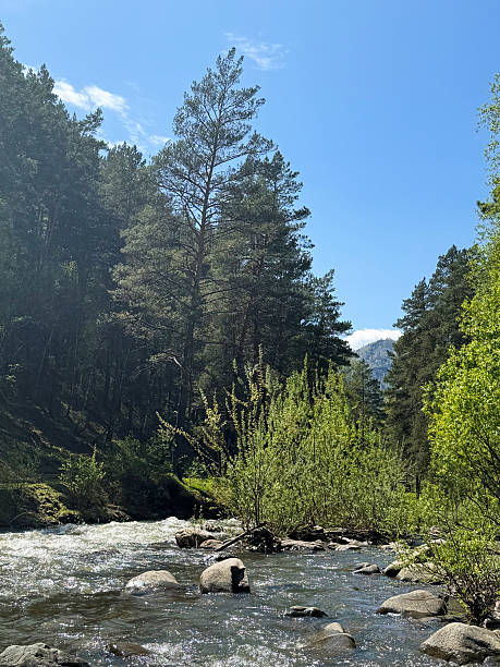 istock Peaceful forest river scene with flowing water and lush greenery under clear blue sky. Russia, Siberia, Altai 2214534322