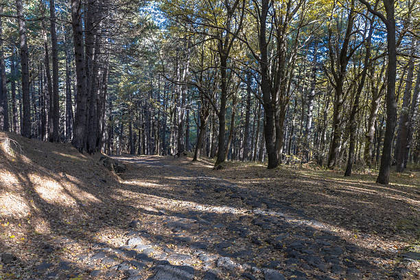 Sunlit forest path with volcanic stones, Etna's serene woodland atmosphere.