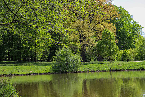 Spring Serenity by the Forest Lake. High quality photo Peaceful spring landscape featuring a calm forest lake surrounded by lush green trees and soft reflections on the water. Ideal for themes of nature, tranquility, eco tourism, and seasonal change