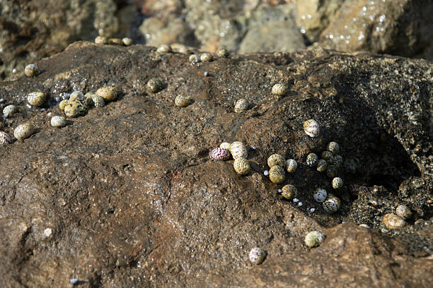 istock Sea Snails on a bare rock on the shoreline. 2214540274