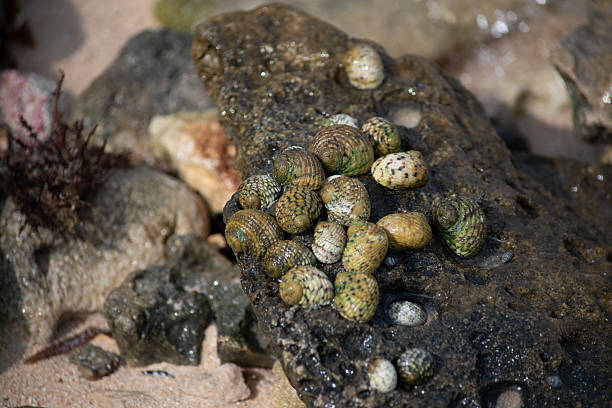 istock Sea Snails on a bare rock on the rocky beach. 2214540322