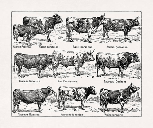 Old illustration about race of cows by Adolphe Philippe Millot printed in a late 19th century French dictionary.