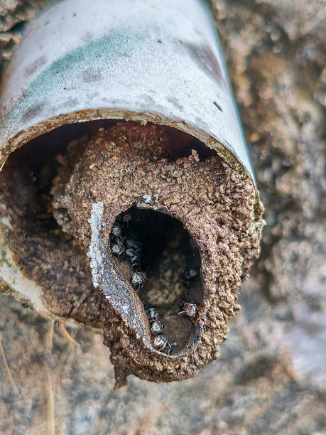 istock small bees Apis florea nest in plastic pipes 2214540656