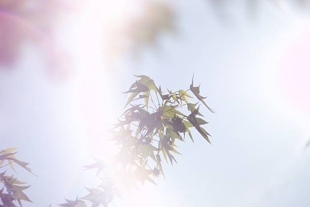 Bright sunlight illuminates lush green leaves against a clear blue sky, creating a vibrant atmosphere. This tranquil moment captures the essence of nature's beauty.
