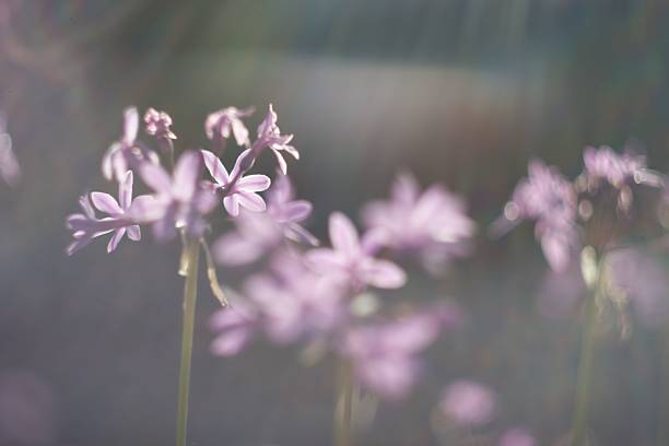 istock Delicate purple flowers bloom softly in natural light, surrounded by a serene garden setting during springtime 2214543046