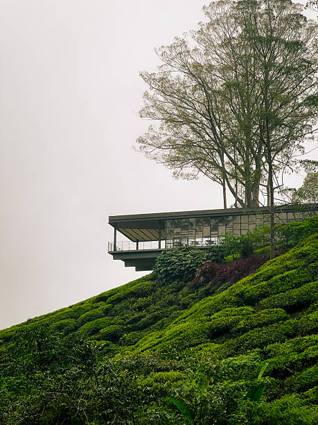 Tea Boh Plantation is a famous place in Cameron Highland, Malaysia