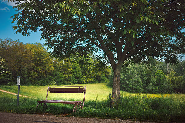 A tranquil countryside scene in Denmark, showcasing a wooden bench under large green leafy trees, overlooking a lush green field. This serene image evokes calm and rural tranquility.