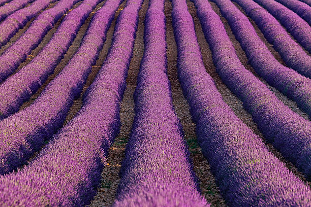 istock Lavender rows in blooming Provence field at sunset 2214544521
