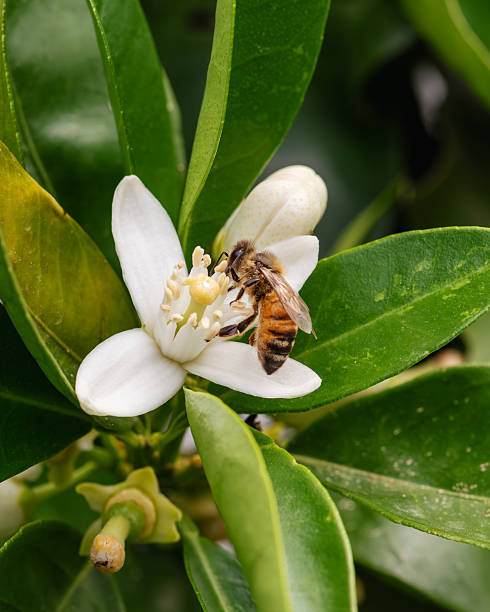 istock Pollinating bee among orange blossoms. Insects. 2214544951