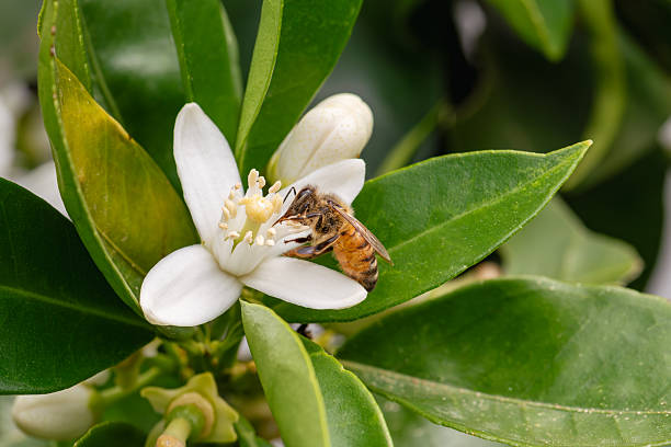 istock Pollinating bee among orange blossoms. Insects. 2214544982