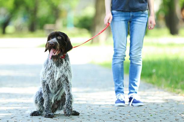 istock Woman walking with german pointer dog in the park 2214546110