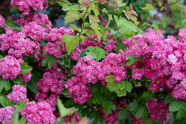 istock Blossoming trees in spring. Beauty of nature. Background 2214546908