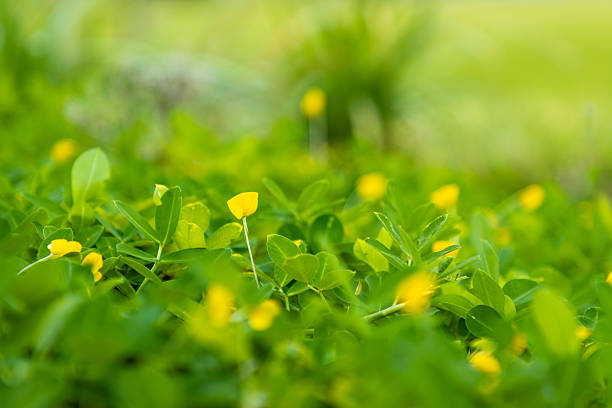 Alternative ground cover plant perennial peanut flower growing in lawn