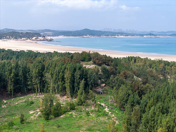 A serene coastal scene featuring dense green vegetation in the foreground, transitioning into a sandy beach and calm blue sea under a clear sky. The visual style is naturalistic, evoking tranquility and relaxation. Potential uses include travel brochures, nature documentaries, or calming background imagery.
