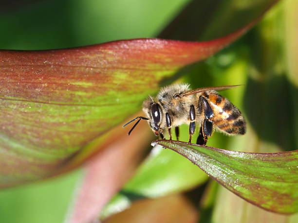 Yellow bee on a plant in the nature