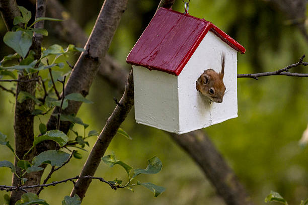 istock Squirrel in the garden 2214552323