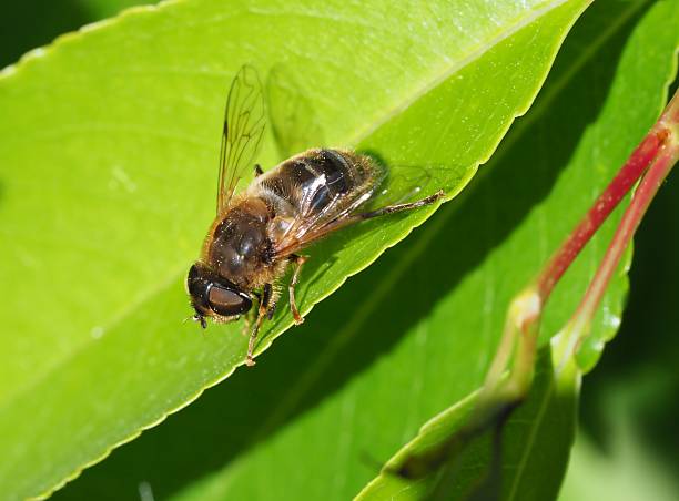 Eristalis pertinax is a hoverfly in the family Syrphidae