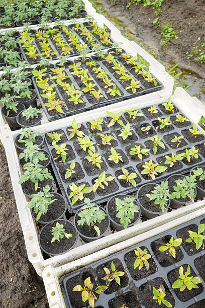 istock Organic seedlings grown in a foil tunnel. 2214552601