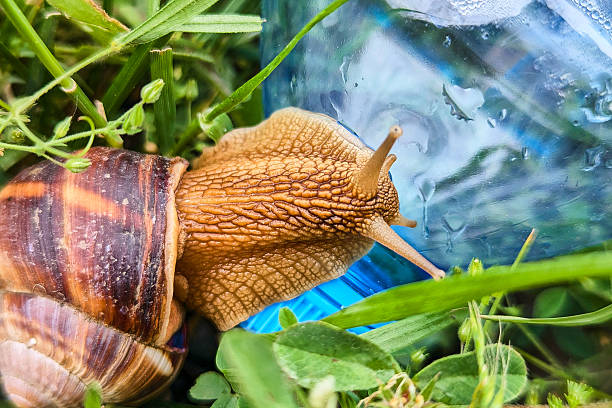 Snail crawls across a plastic bottle surrounded by green grass. High quality photo