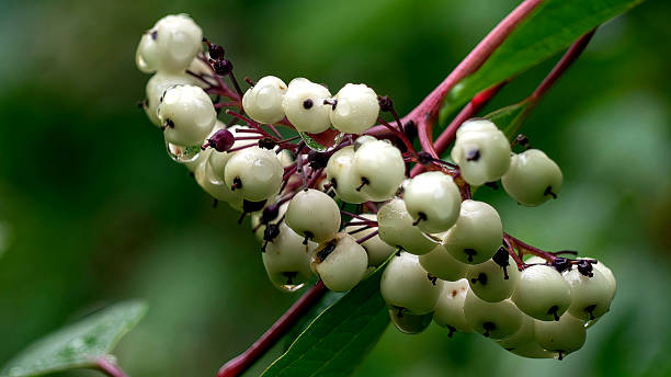 istock Wild Snowberry in blossom 2214553863