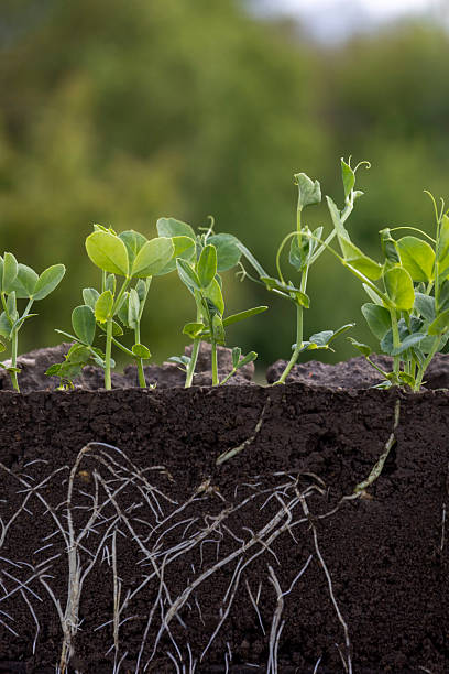 istock Young green pea plants in soil with roots 2214554998