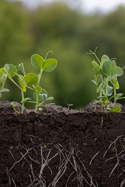 istock Young green pea plants in soil with roots 2214554999