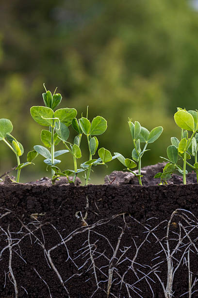 istock Young green pea plants in soil with roots 2214555000