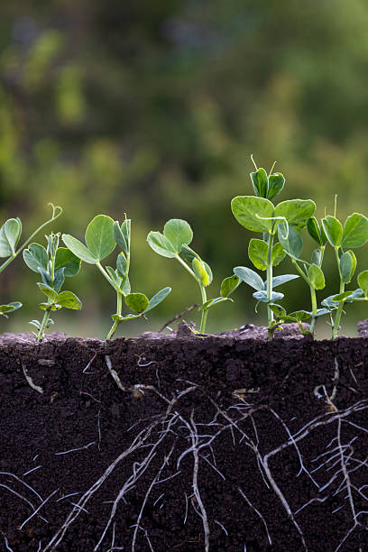 istock Young green pea plants in soil with roots 2214555001
