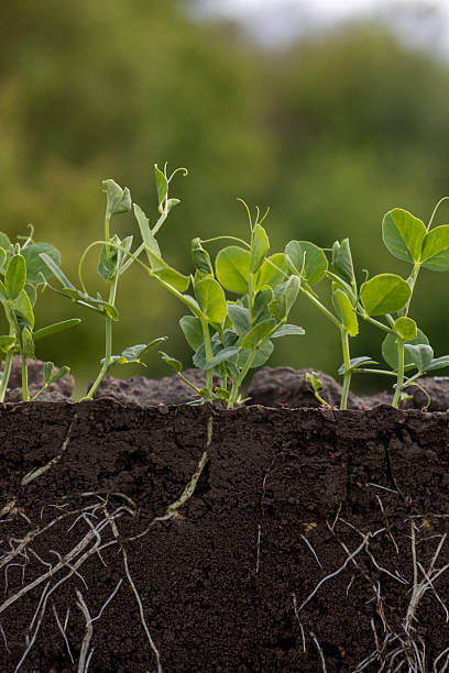 istock Young green pea plants in soil with roots 2214555003