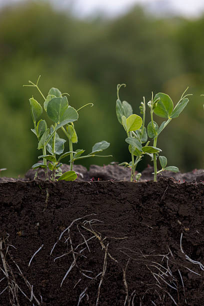 istock Young green pea plants in soil with roots 2214555020