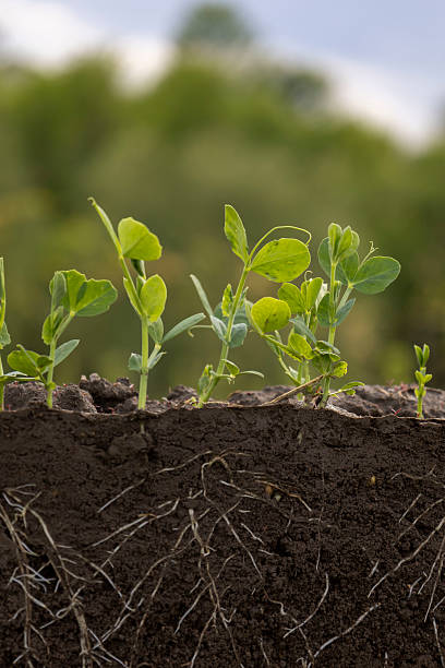 istock Young green pea plants in soil with roots 2214555021