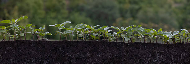 istock Young sunflower plants in the soil with roots 2214555058