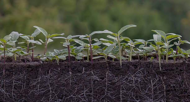 istock Young sunflower plants in the soil with roots 2214555064