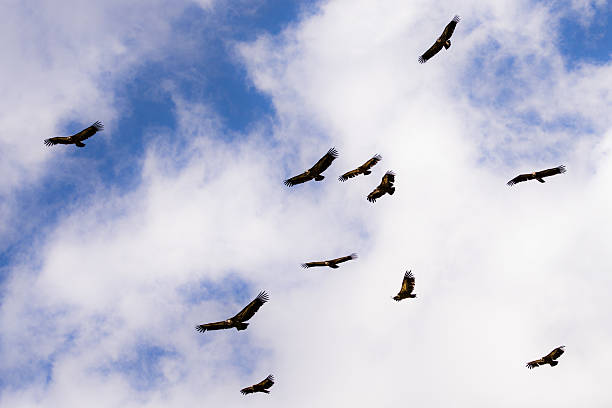 istock Osprey in Valonsadero park in Soria, Spain 2214555958