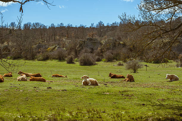 istock Cows in Valonsadero park in Soria, Spain 2214556147