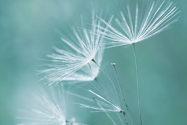 istock Dandelion in the meadow close up. Blue green soft background with copy space. 2214556556
