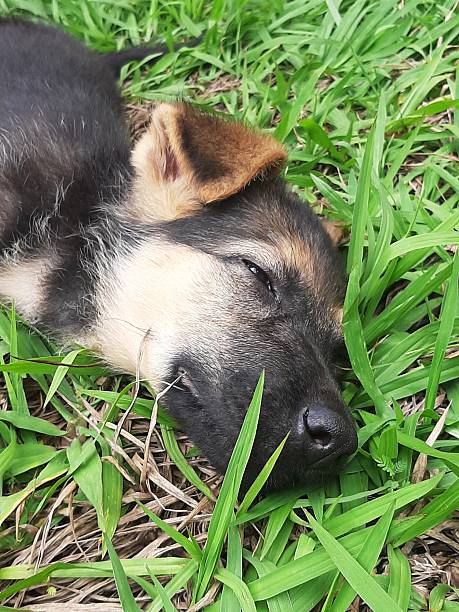 A tender close-up of a puppy, appearing to be a German Shepherd, resting asleep amongst blades of green grass.