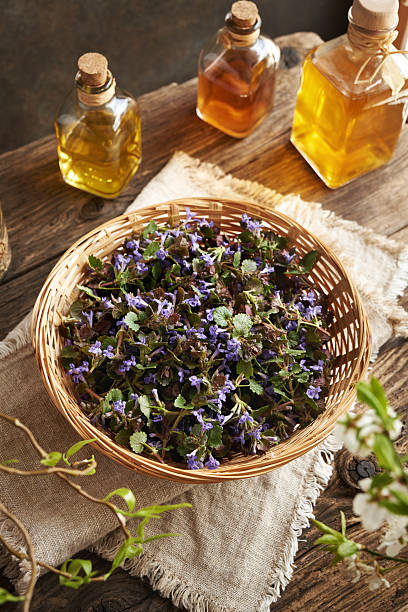 istock Fresh ground-ivy flowers in a basket in spring 2214558448