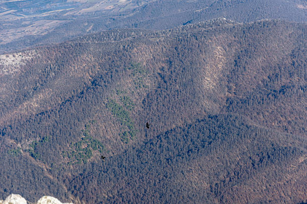 Two birds soaring gracefully over a winter mountain forest, capturing the breathtaking beauty of untouched nature and offering a stunning aerial view of the tranquil wilderness below