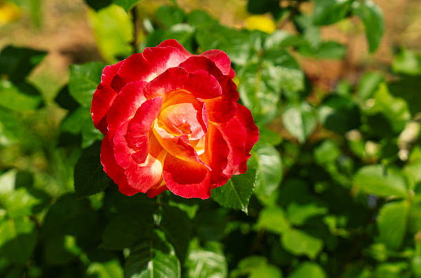 Rose in garden